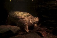 /album/fotogalerie-obri-akvarium-v-hradci-kralove-nejvetsi-sladkovodni-akvarium-v-cr/obri-akvarium-hradec-kralove-projekce-u-rejnoka1-jpg/